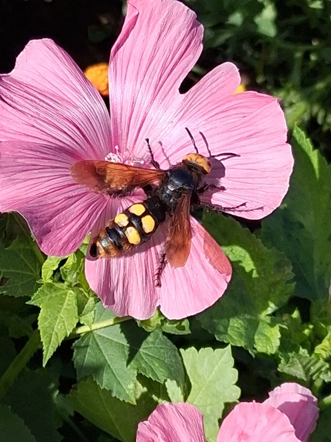 Megascolia maculata - óriás-tőrösdarázs