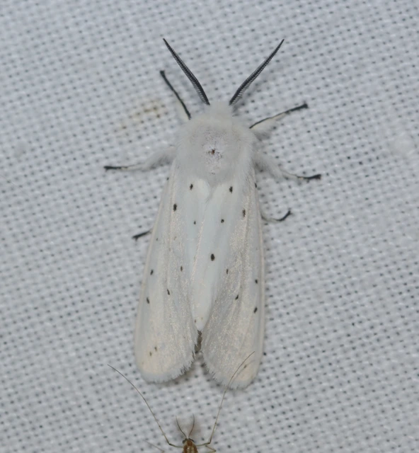 Spilosoma lubricipedum - tejszínű medvelepke