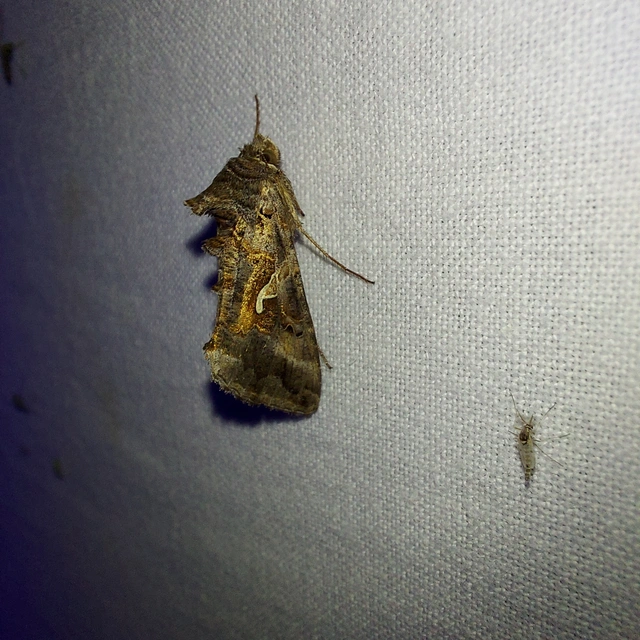 Autographa gamma - gammalepke