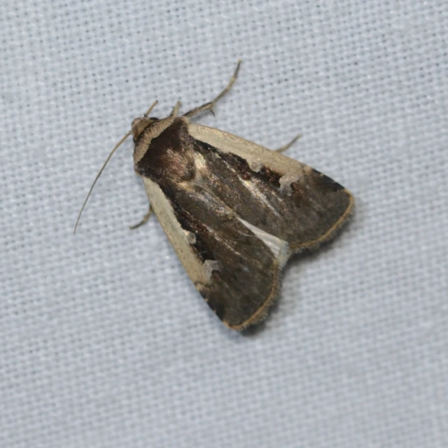 Ochropleura plecta - fehérszegélyű fűbagoly