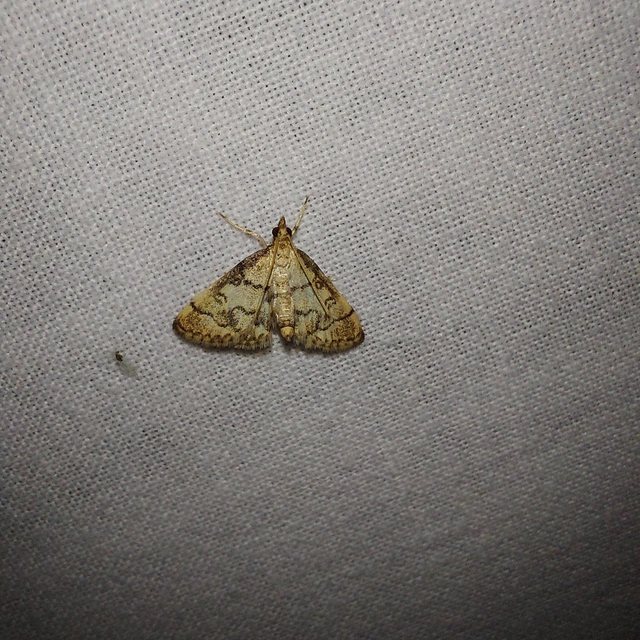 Metasia ophialis - kígyósávos tűzmoly