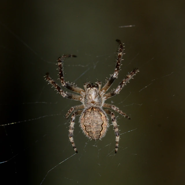 Larinioides