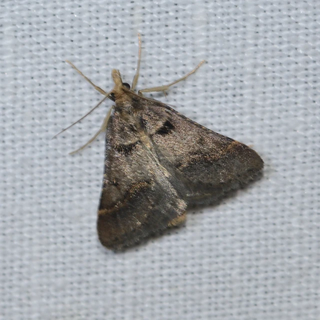 Stemmatophora brunnealis - barna fényilonca
