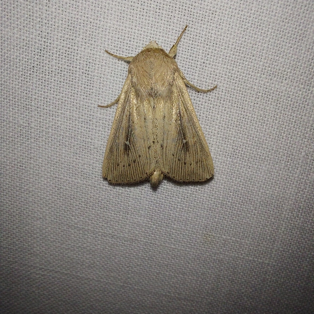 Leucania obsoleta - pontozott rétibagoly