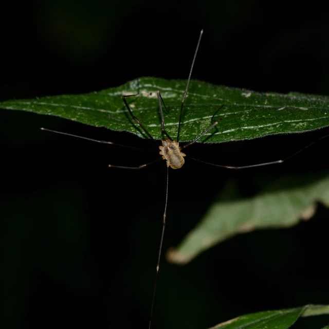 Opiliones - Kaszáspókok