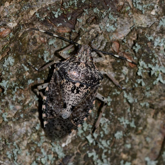 Rhaphigaster nebulosa - bencepoloska