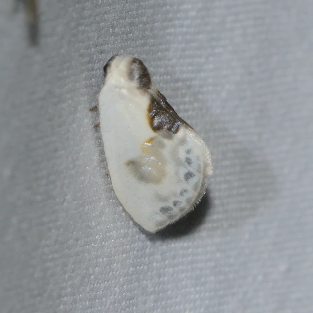 Cilix glaucata - törpe sarlósszövő