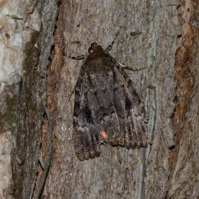 Amphipyra berbera/pyramidea