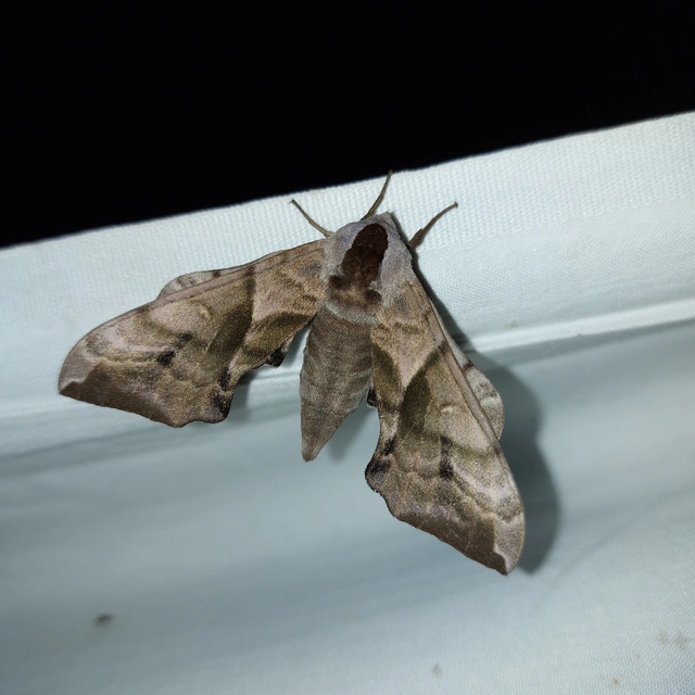 Smerinthus ocellatus - esti pávaszem