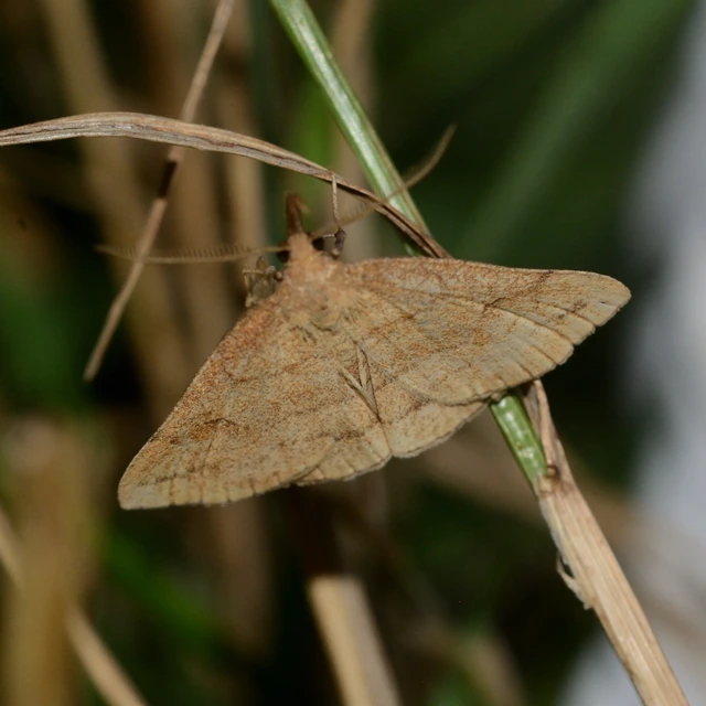 Polypogon gryphalis - láperdei karcsúbagoly