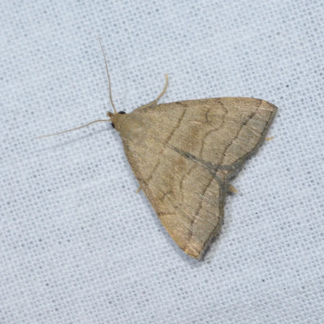 Herminia tarsicrinalis - szőröslábú karcsúbagoly