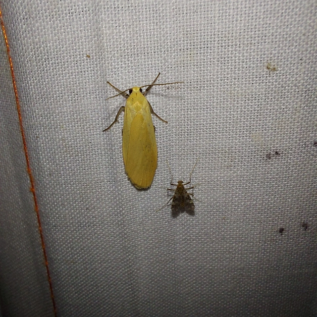 Eilema sororcula - sárga zuzmószövő