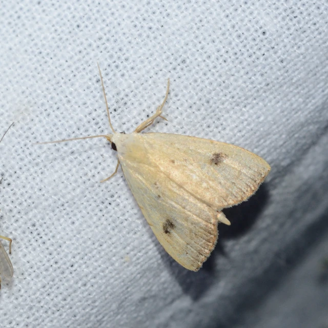 Rivula sericealis - selymes lórombagoly