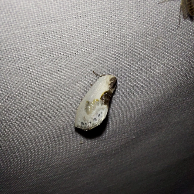 Cilix glaucata - törpe sarlósszövő