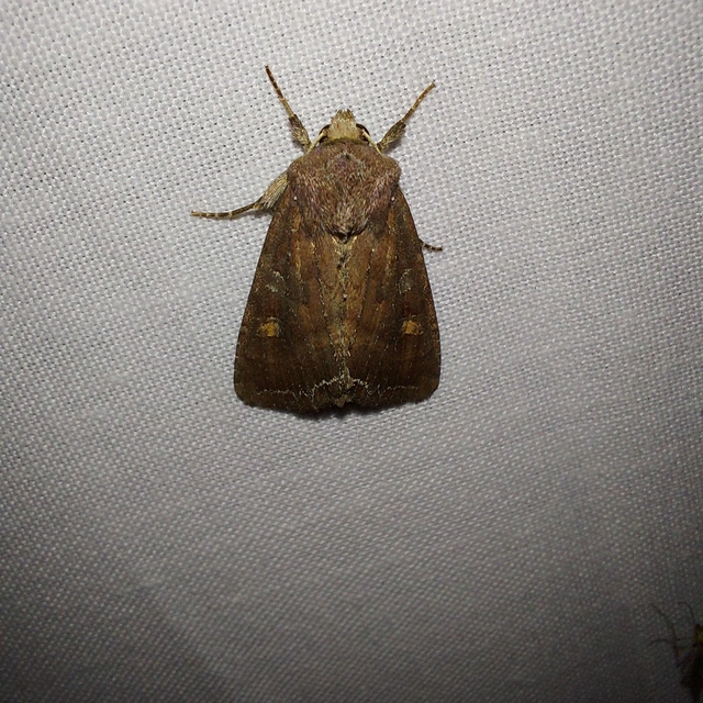 Lacanobia oleracea - saláta-kertibagoly Lacanobia oleracea - saláta-kertibagoly