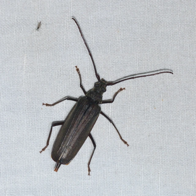 Aegosoma scabricorne - diófacincér
