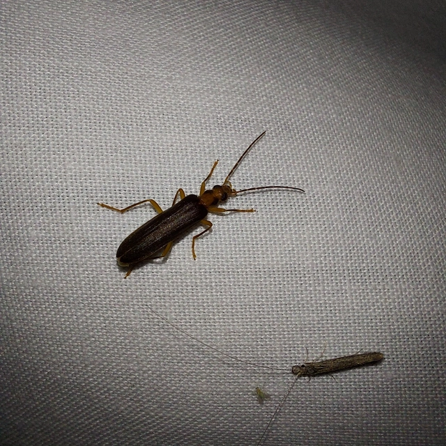 Nacerdes carniolica - karnóliai álcincér