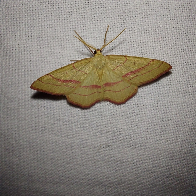Rhodostrophia vibicaria - pirosszélű araszoló