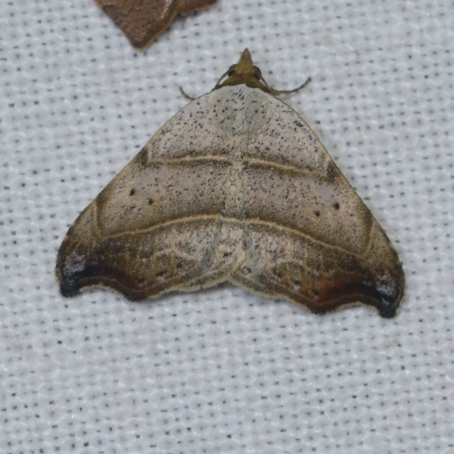 Laspeyria flexula - zuzmóbagoly