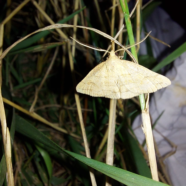 Polypogon gryphalis - láperdei karcsúbagoly