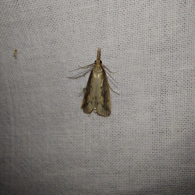 Schoenobius gigantella - óriás nádfúrómoly