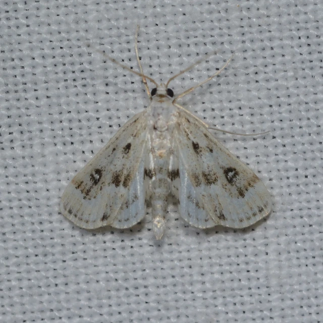 Parapoynx stratiotata - közönséges vízimoly
