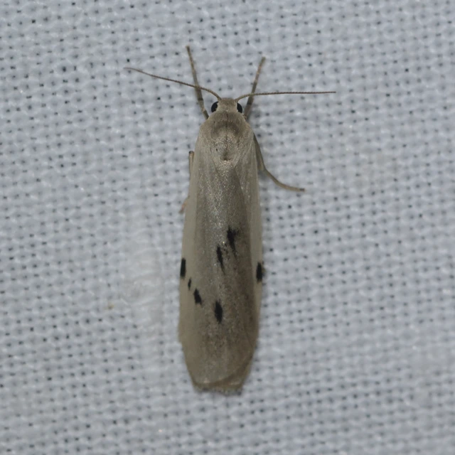 Pelosia muscerda - hamvas zuzmószövő