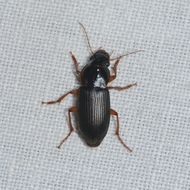 Harpalus rufipes - nagy selymesfutó