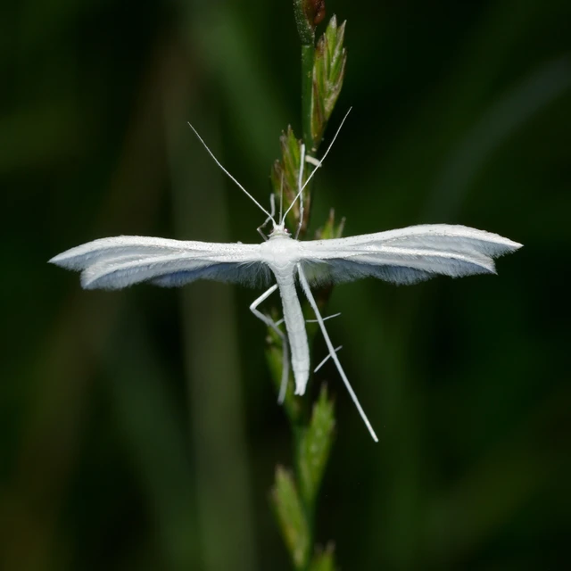 Pterophorus pentadactyla - fehér tollasmoly