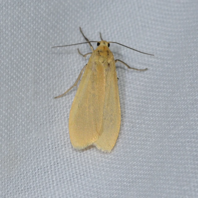 Eilema sororcula - sárga zuzmószövő