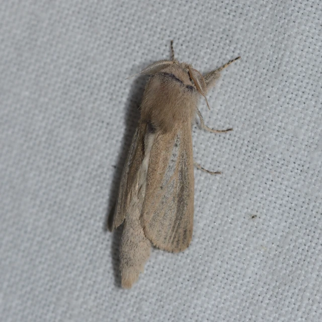 Phragmataecia castaneae - nádfúrólepke