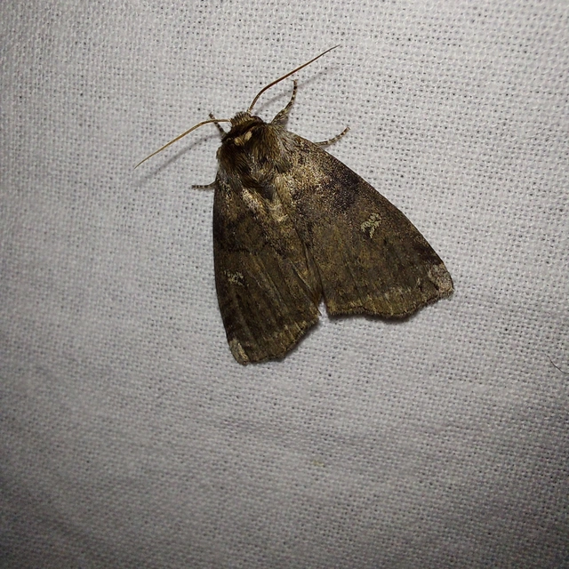 Tethea or - bélyeges pihésszövő