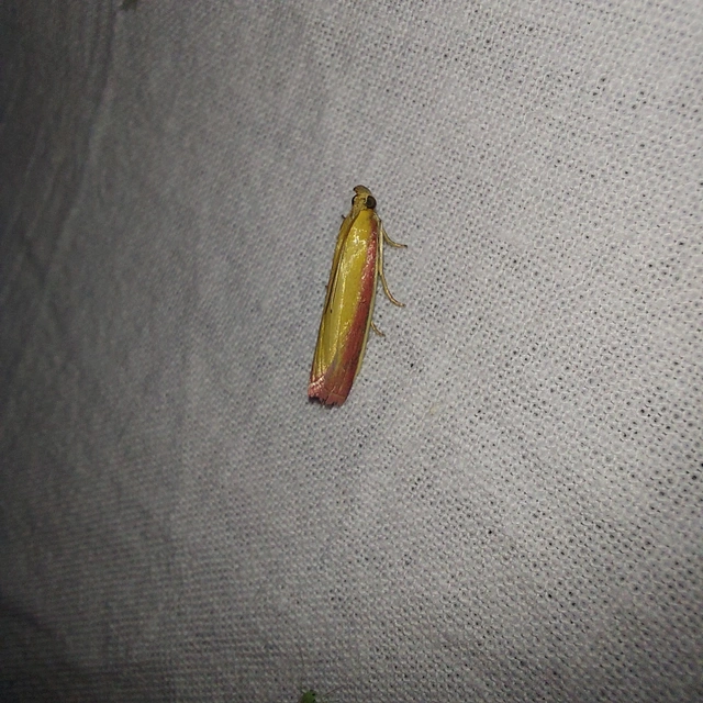 Oncocera semirubella - lucernamoly