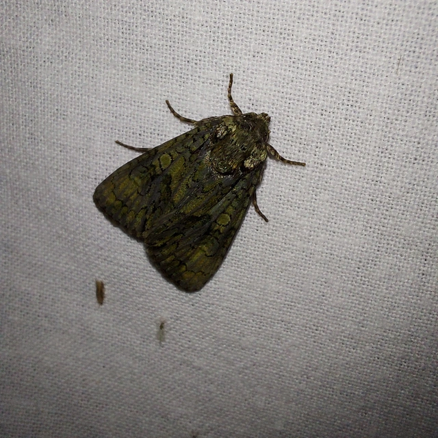 Craniophora ligustri - fagyalbagoly