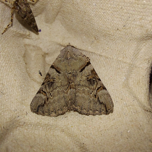 Catocala hymenaea - kökény-övesbagoly