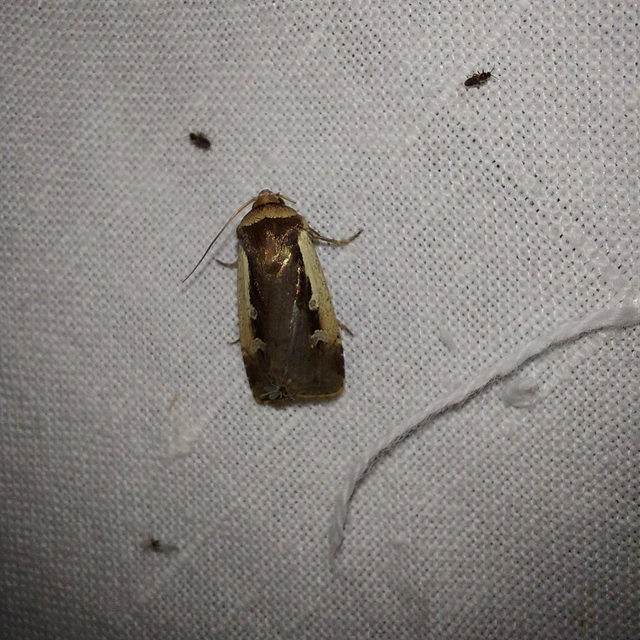 Ochropleura plecta - fehérszegélyű fűbagoly