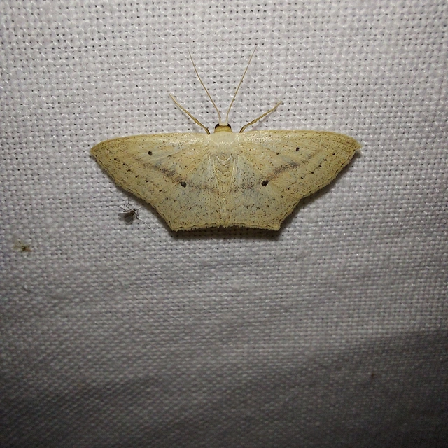 Scopula flaccidaria - alföldi sávosaraszoló