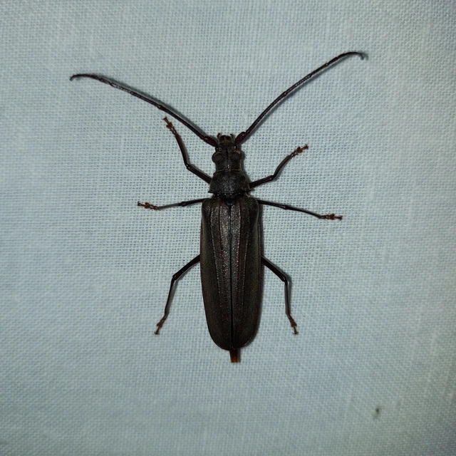Aegosoma scabricorne - diófacincér