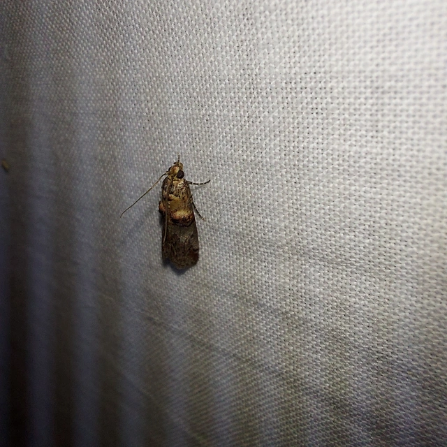 Trachonitis cristella - bokorrágó karcsúmoly