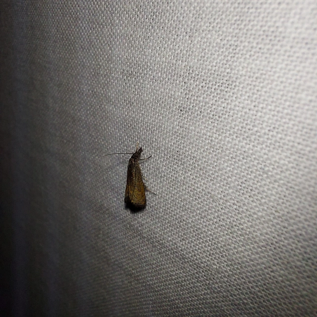 Platytes cerussella - törpe fűgyökérmoly