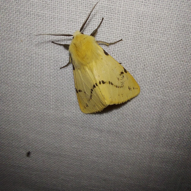 Spilarctia lutea - sárgás medvelepke