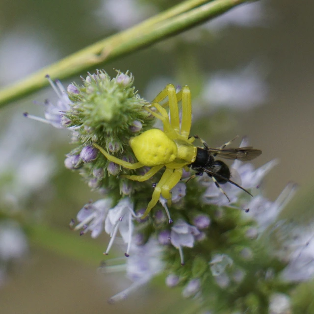Misumena vatia - viráglakó karolópók