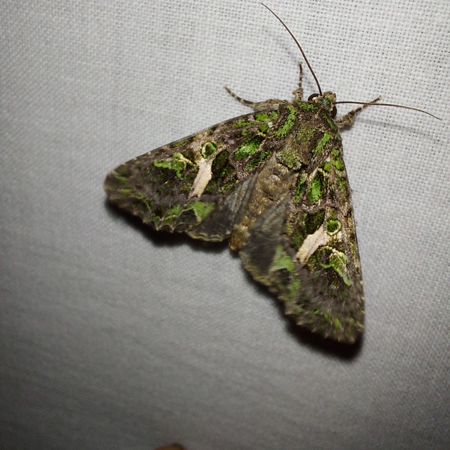 Trachea atriplicis - nyári zöldbagoly