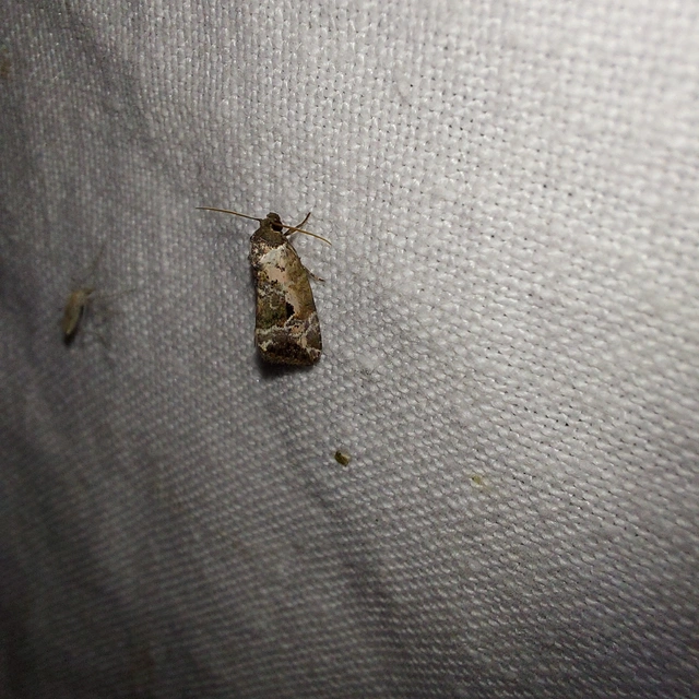 Hapalotis venustula - rózsaszínű mázasbagoly
