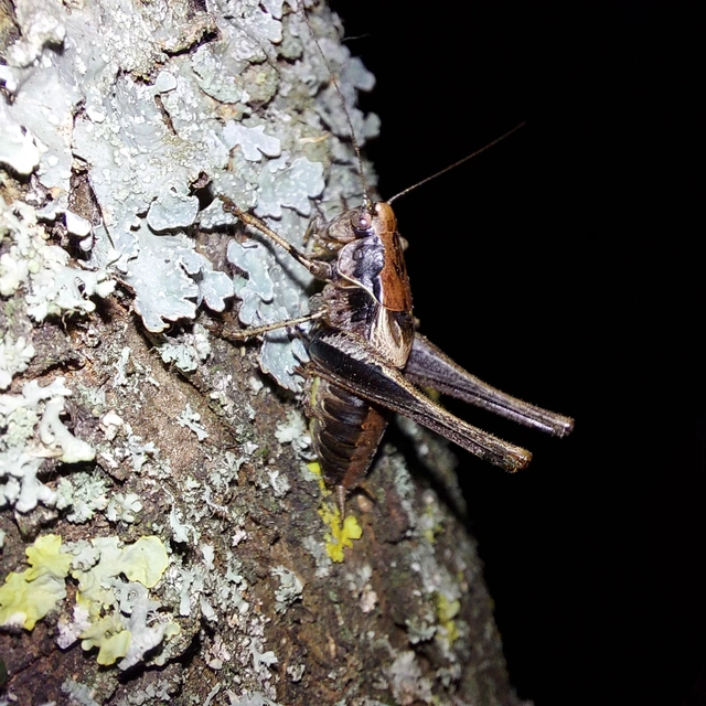 Pholidoptera griseoaptera - szürke avarszöcske