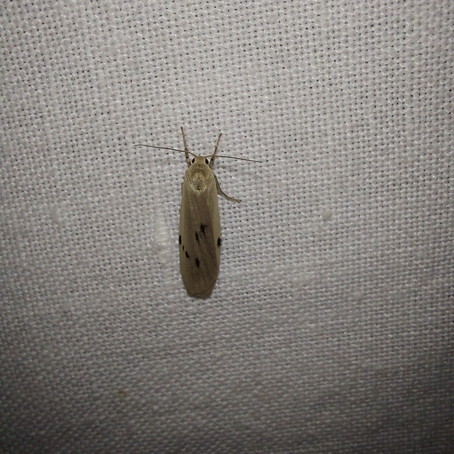 Pelosia muscerda - hamvas zuzmószövő