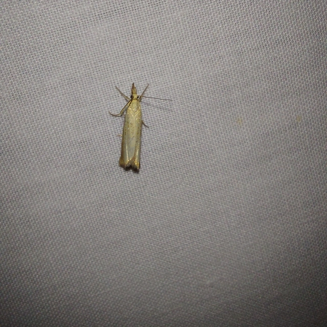 Agriphila straminella - aranyrojtú fűgyökérmoly
