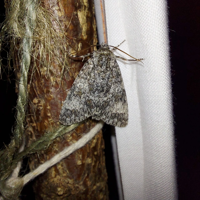Acronicta megacephala - nagyfejű szigonyosbagoly