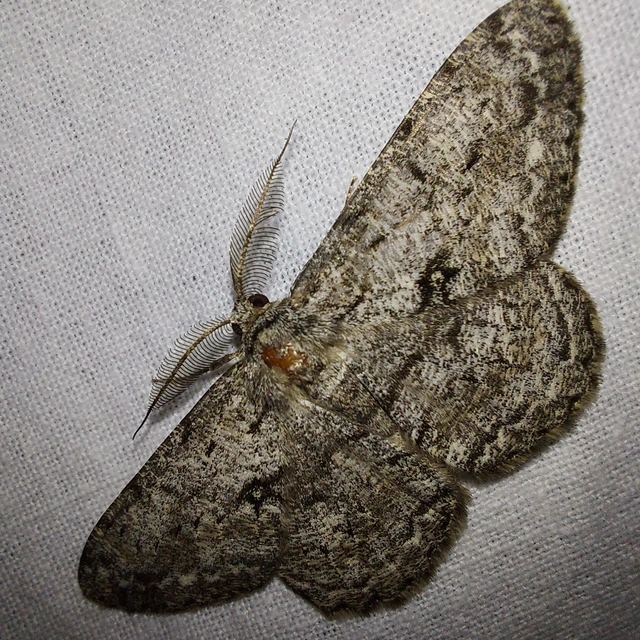 Hypomecis roboraria - nagy tölgyfaaraszoló