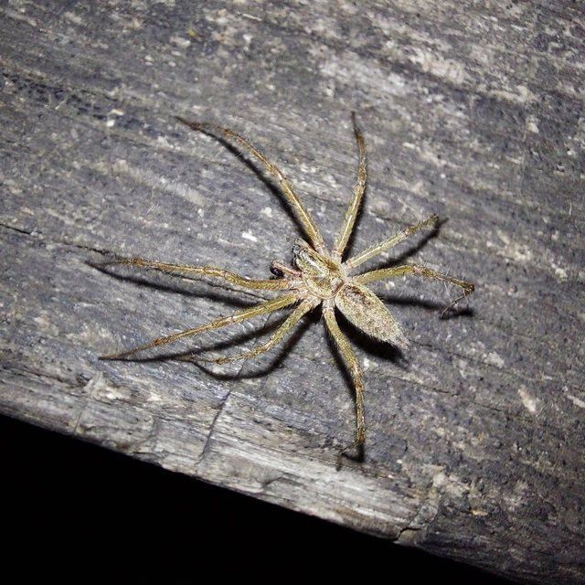Agelena labyrinthica - illó tölcsérpók
